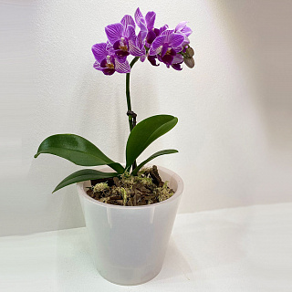 Горшок для цветов Фиджи Орхид 230 мм, 5 л ING1559БЛПЕРЛ белый перламутровый